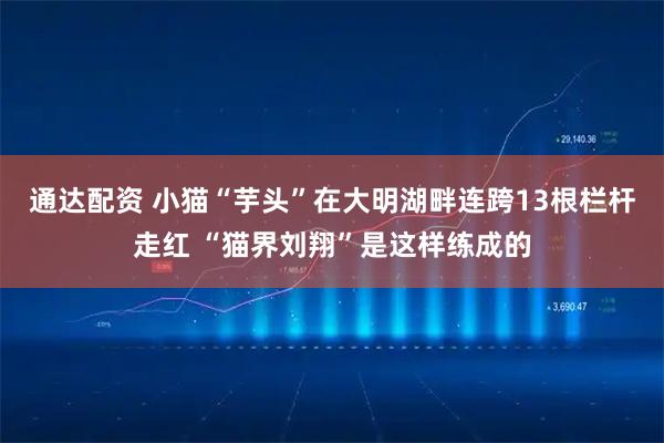 通达配资 小猫“芋头”在大明湖畔连跨13根栏杆走红 “猫界刘翔”是这样练成的